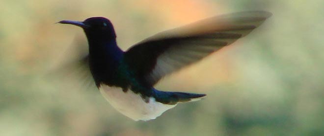 Humming bird in hover mode - the first humming bird I have ever seen © BW Media